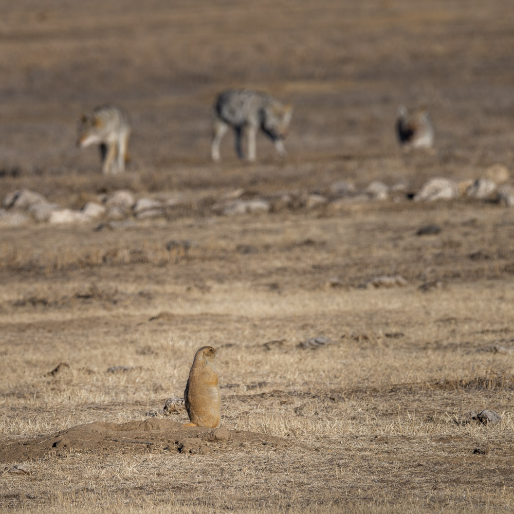 Coyotes at the Door